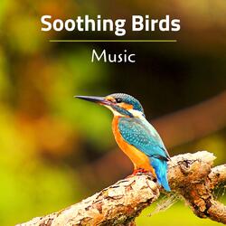 Ambient Sleep Music