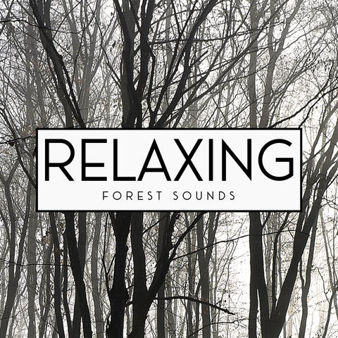 Relaxing Forest Sounds - Keep Calm with Nature Sounds, Water, Rain, Wind, Birds, Deep Relaxation, Ambient Streams, Time for You, Positive Energy