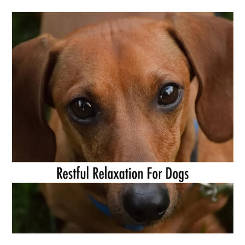 Restful Relaxation For Dogs