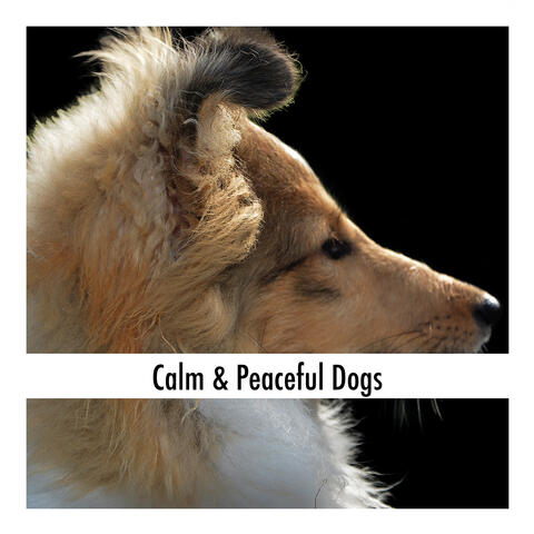 Calm & Peaceful Dogs