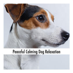 Pet Time Restful Ambience
