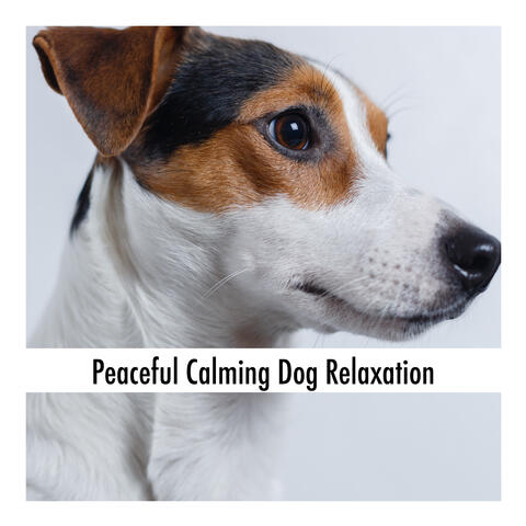 Peaceful Calming Dog Relaxation