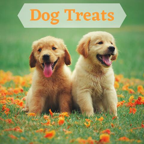 Dog Treats - Wellness Music to Calm Anxious Dogs