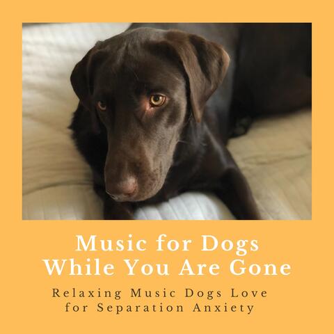 Music for Dogs While You Are Gone - Relaxing Music Dogs Love for Separation Anxiety