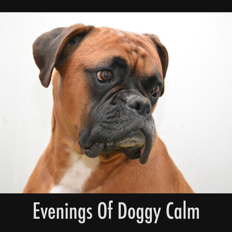Evenings Of Doggy Calm