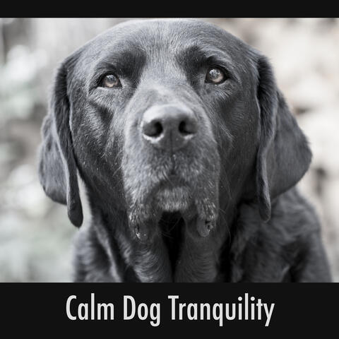 Calm Dog Tranquility