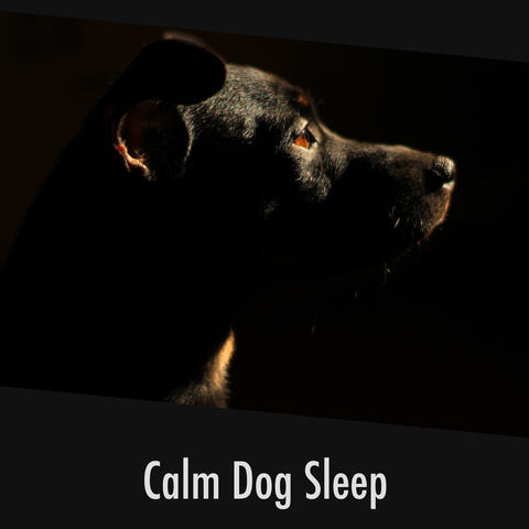 Calm Dog Sleep