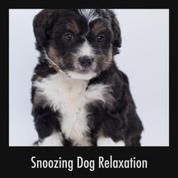 Chillaxing Pet Sounds Of Calm