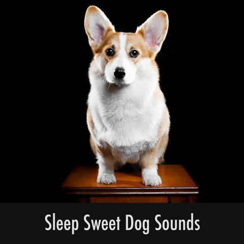 Sleep Sweet Dog Sounds