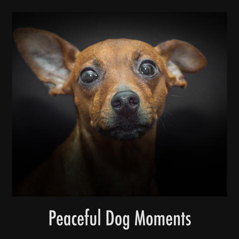 Peaceful Dog Moments