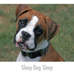 Compassionate Dog Sounds Of Calm