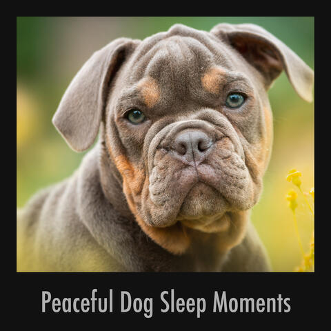 Peaceful Dog Sleep Moments