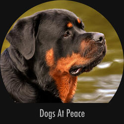 Relaxed Doggy Sweet Sleep Sounds