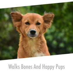 Doggie Music