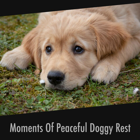 Moments Of Peaceful Doggy Rest