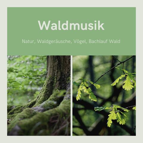 Waldmusik - Natur, Waldgeräusche, Vögel, Bachlauf Wald