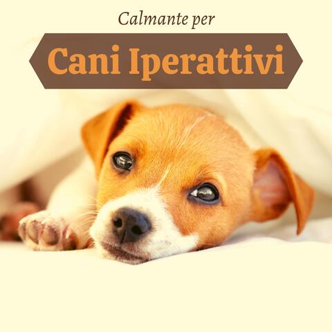 Calmante per cani iperattivi