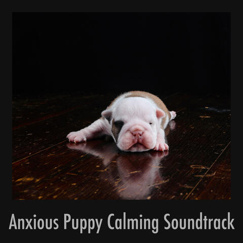 Calming Puppy Relaxation