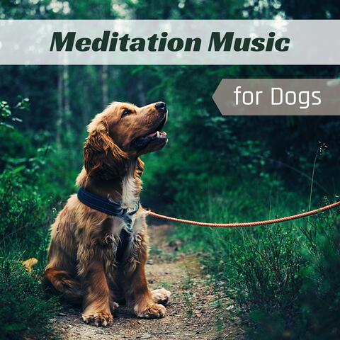 Meditation Music for Dogs