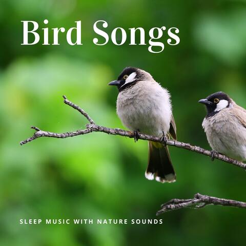Bird Songs - Sleep Music with Nature Sounds