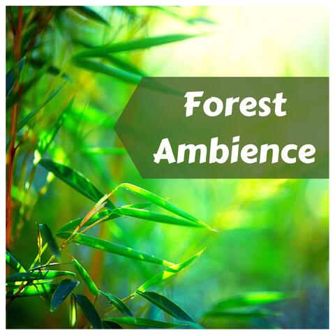 Forest Ambience - Relaxing Nature Sounds for Sleep
