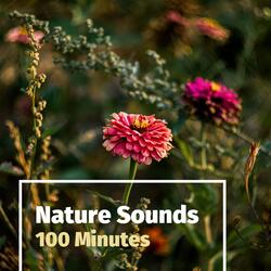 Relaxing Sound Machine