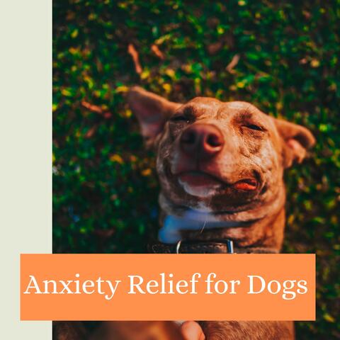 Anxiety Relief for Dogs