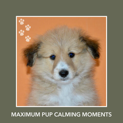 Maximum Pup Calming Moments