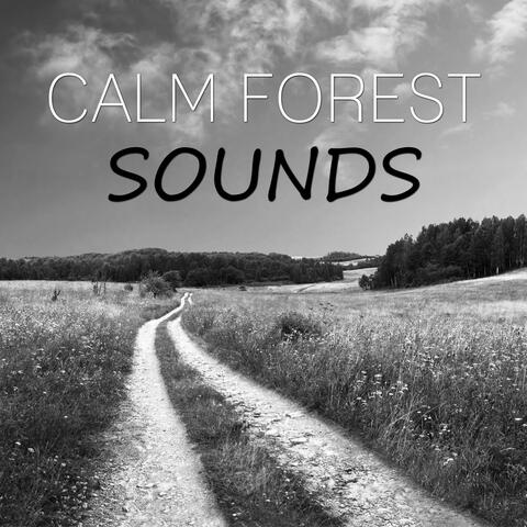 Calm Forest Sounds – Quiet Sounds for Long Sleep, New Age Music and Nature Sounds for Stress Relief, Healing Through Sound and Touch