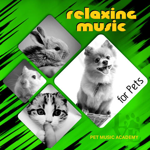 Pet Music Academy