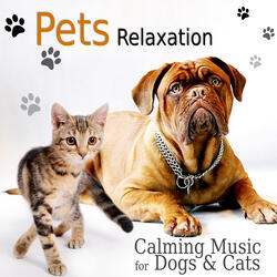 Music to Help Relief Pet Stress