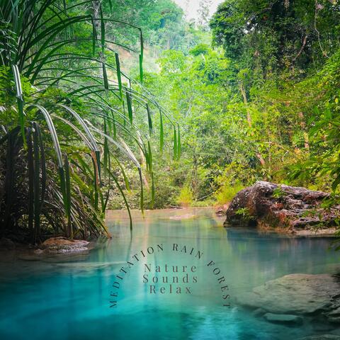 Meditation Rain Forest