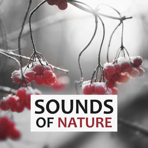 Sounds of Nature – Nature Sounds to Relax, Soothing Music, Yoga & Meditation, Natural Sleep Aids, Rain Sounds, White Noise for Deep Sleep