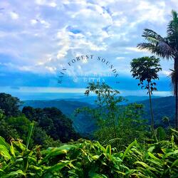 Sleepy Rain Forest Sounds 21