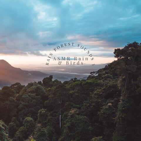 Rain Forest Sounds 3