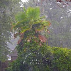 Rain for Sleep Help 35