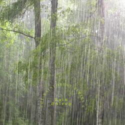 The Rainforest Series 6