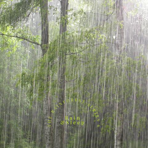 The Rainforest Series 6