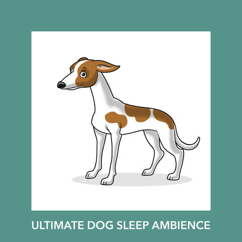 Dog Anxiety Relief