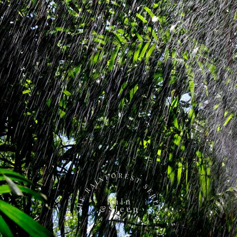 The Rainforest Series