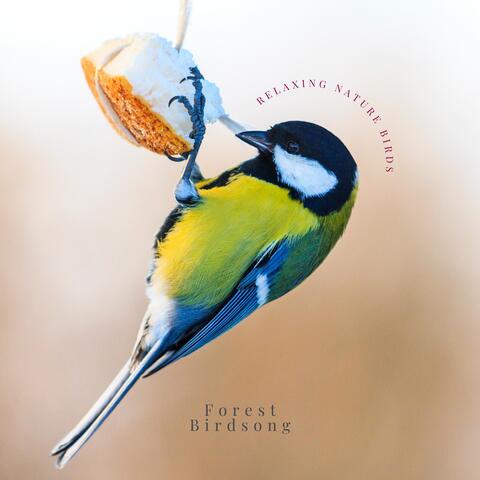 Relaxing Nature Birds