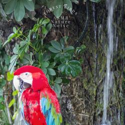 Forest Birds, Pt 15