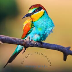 The Green Forest Birds