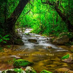 A Windy Walk in the Forest