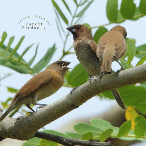 Calming Birdsong