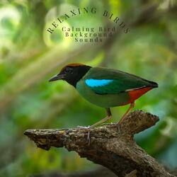 The Lazy Bird Chirps
