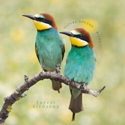 Nature's Wonders, Birds