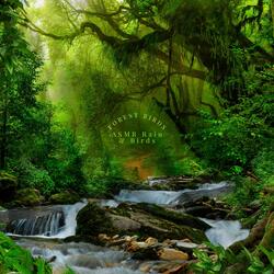 Sleepy Evening Bird Sounds