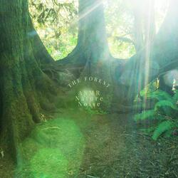 Relaxing Forest Sounds, Pt 6