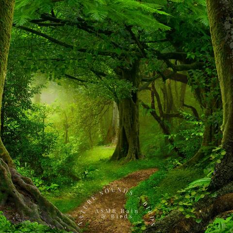 Nature Sounds - Birds